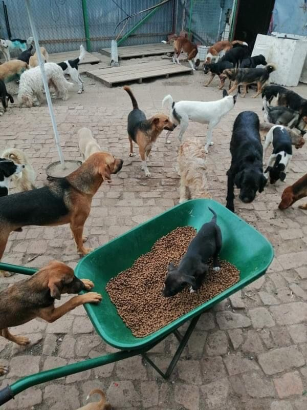 Donación semanal